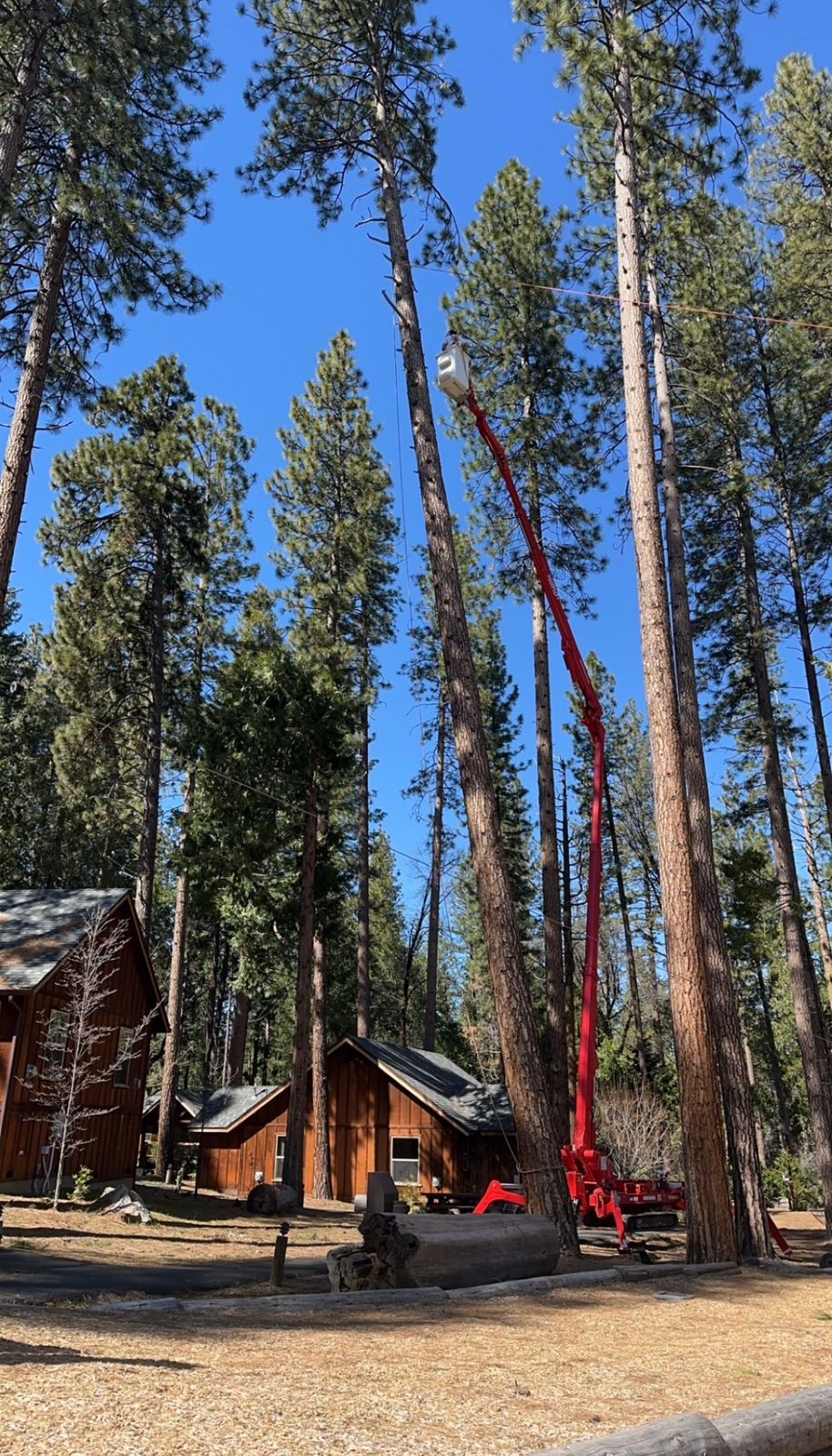 Bucket truck pruning tall pines near cabin