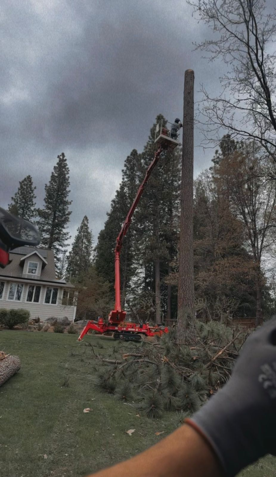 Spider lift removing tall pine on stormy day