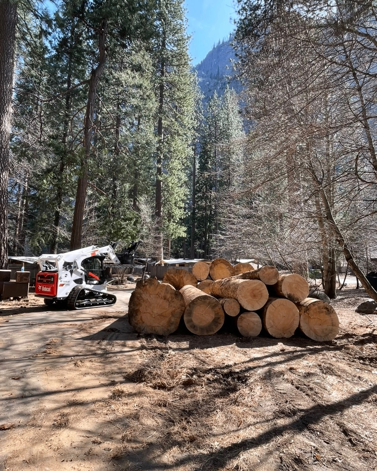 Bobcat working beside stacked tree logs