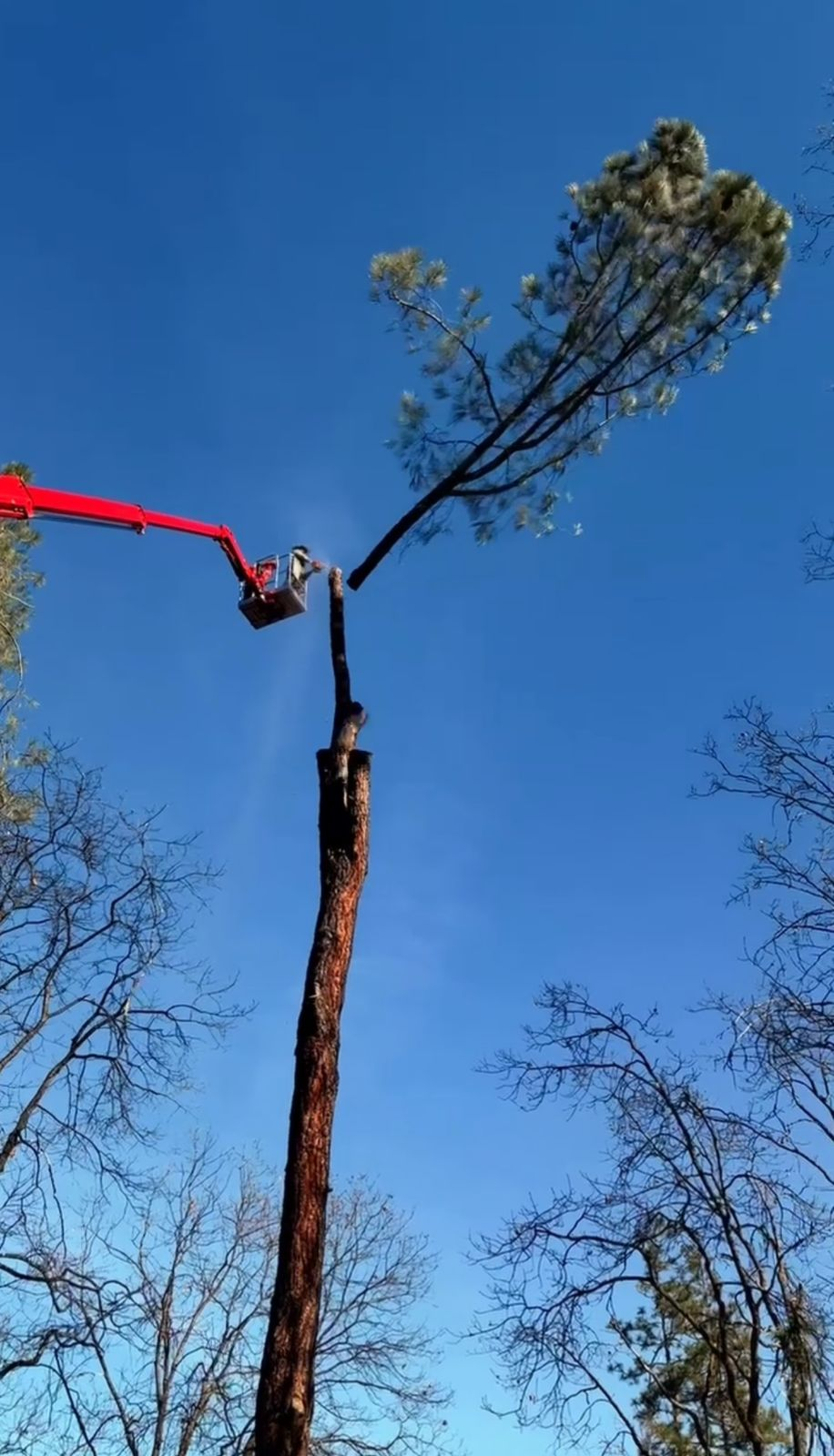 Tree Removal